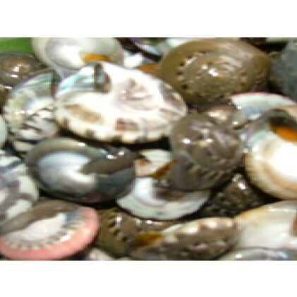 珍味 ながらみ 貝 1kg ボイル 海鮮 海産物 海の幸 魚介 魚介類 水産 水産物 おかず 惣菜 おつまみ つまみ 酒の肴 国産 産地直送 冷凍 冷凍配送 千葉県 九十九里 九十九里町千葉県九十九里町1000