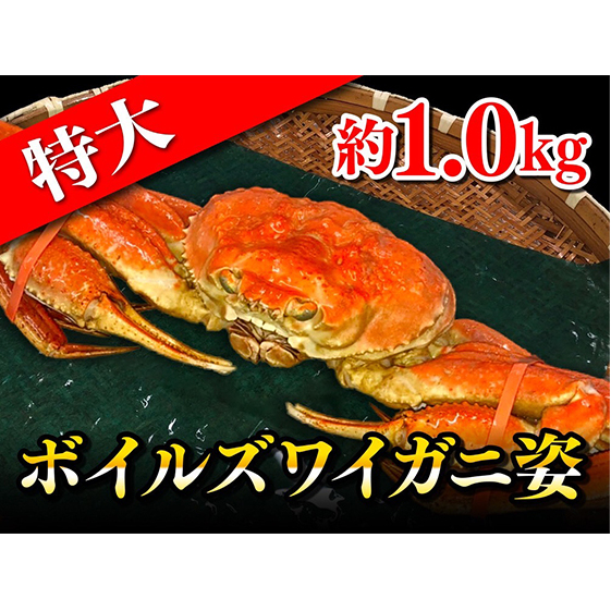 特大ボイルズワイガニ姿 約1.0kg ずわい蟹 ずわいガニ 蟹 カニ 千葉県九十九里町22000魚介・海産物カニ