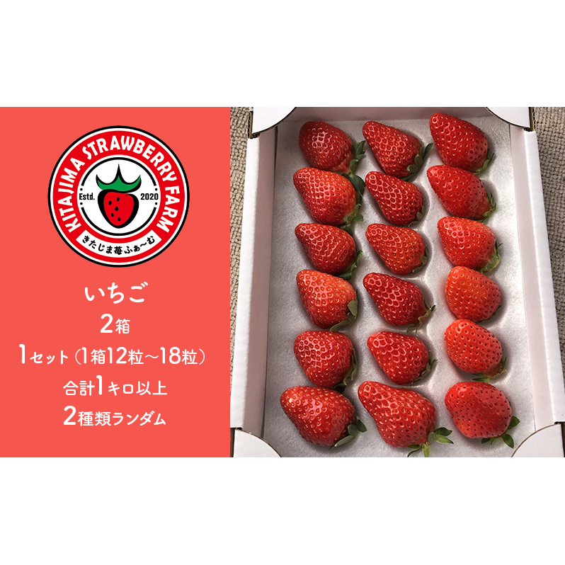 いちご 種類おまかせ 2箱 1セット(1箱12粒〜18粒)合計1キロ以上 果物 フルーツ チーバベリー 真紅の美鈴 かおり野 紅ほっぺ やよい姫 千葉県九十九里町12000果物・フルーツいちご