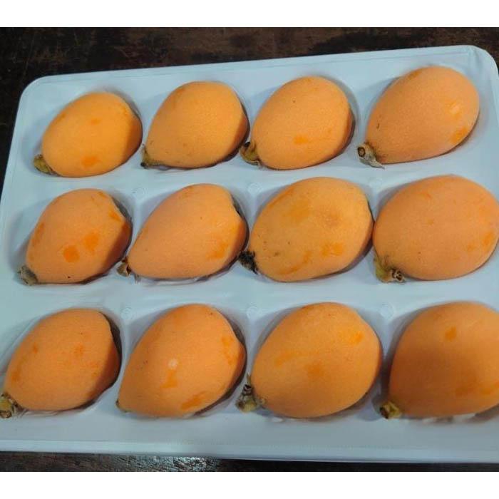 <先行予約><長崎特産!農家直送>露地「茂木びわ」Lサイズ 12玉入り長崎県12000果物・フルーツその他 果物・フルーツ