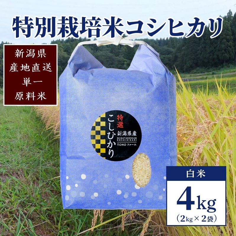 【50セット限定】令和6年産 新潟上越清里産 特別栽培米コシヒカリ4kg(2kg×2袋)白米新潟県上越市11000米・パン白米