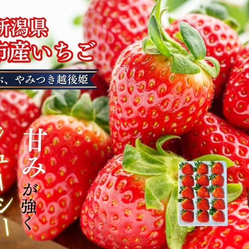 ys\ | 2026N1{o׊Jnz 嗱 J_낱 ݂ zP 400g×1pbN (9`15) C`S  zs VVzs18000ʕEt[c