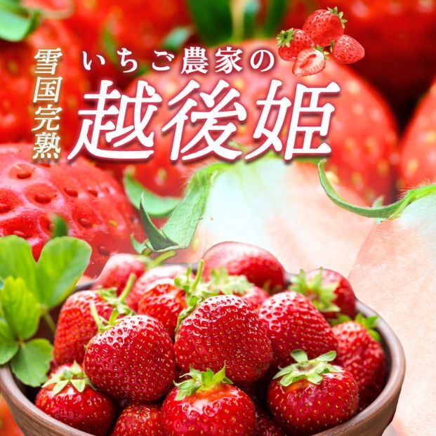 いちご 雪国完熟越後姫 約170g×6P 苺 イチゴ フルーツ 完熟 越後 新潟新潟県上越市31000果物・フルーツいちご