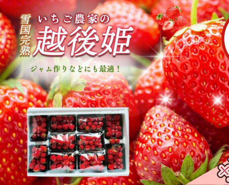 いちご 訳あり 越後姫 約200g×10パック セット イチゴ 苺新潟県上越市39000果物・フルーツいちご