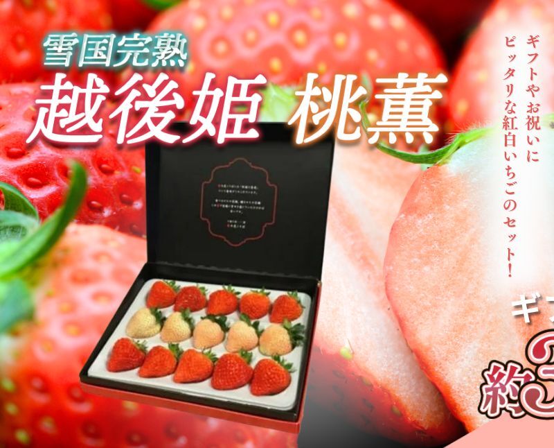 いちご 雪国完熟越後姫桃薫シングル(約380g)ギフト箱入り 食べ比べ セット イチゴ 苺 果物 フルーツ 新潟新潟県上越市21000果物・フルーツいちご