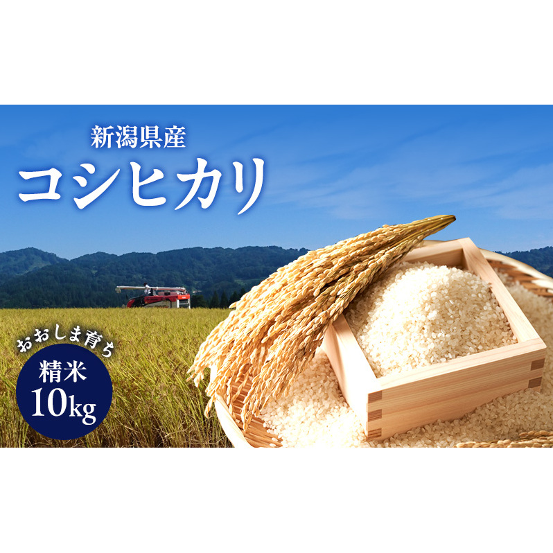 新潟県産コシヒカリ おおしま育ち 精米10kg入(5kg×2)上越市 お米 米 お取り寄せ新潟県上越市24000米・パン白米
