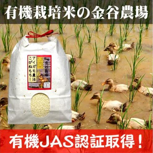 令和6年産 新潟県産アイガモ農法JAS有機栽培米こがねもち 白米3kg もち米 オーガニック 新潟新潟県上越市12000米・パン玄米・雑穀米・もち米・餅