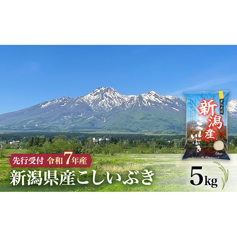 【令和7年産 こしいぶき】10月中旬より順次発送 新潟県産こしいぶき 5kg 上越市 米 こめ コメ お取り寄せ新潟県上越市24000米・パン白米
