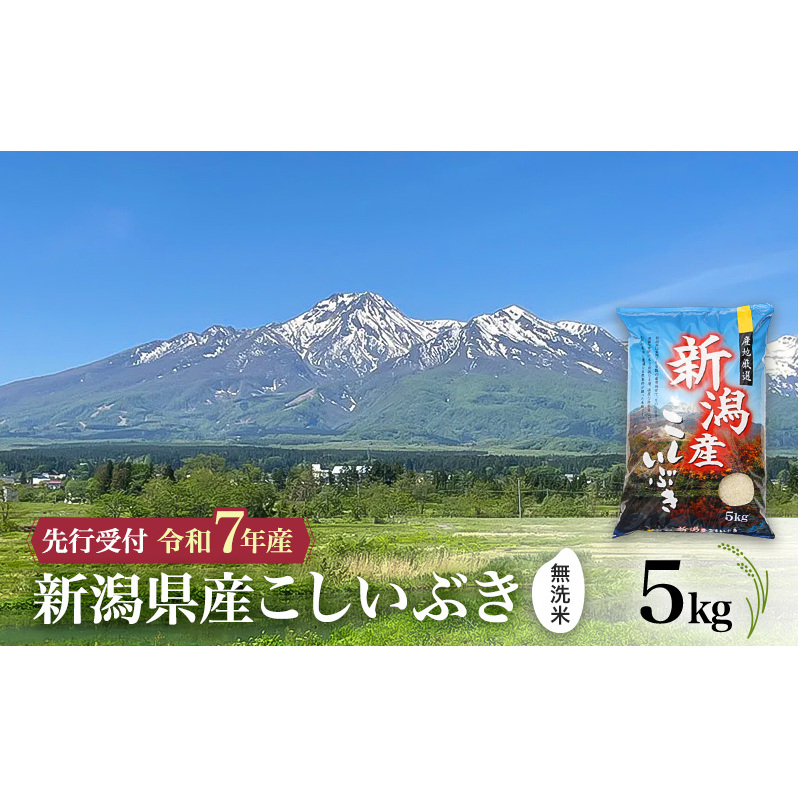 【令和7年産 | 無洗米 こしいぶき】10月中旬より順次発送 無洗米 新潟県産こしいぶき 5kg 上越市 米 こめ コメ お取り寄せ新潟県上越市24000米・パン白米