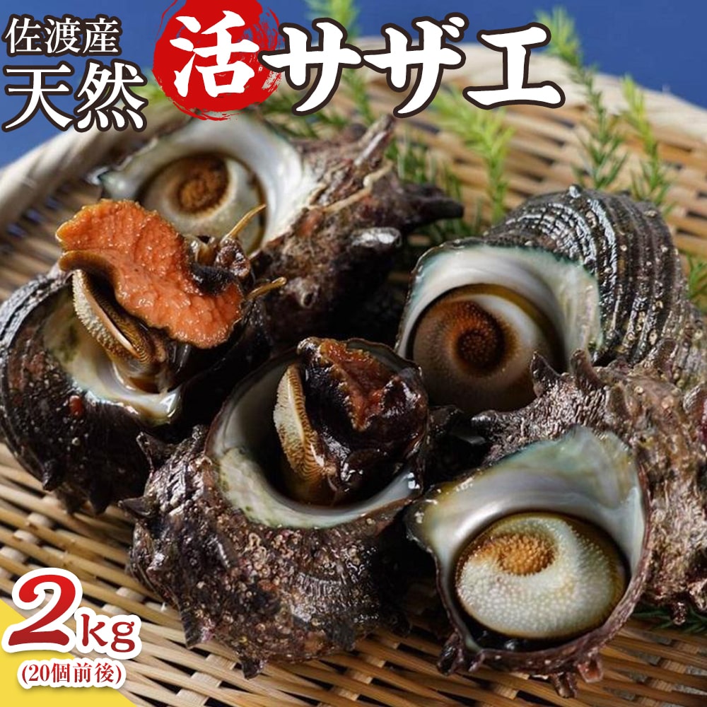 佐渡産 天然活サザエ 2kg（20個前後） | 新潟県佐渡市 | JRE MALLふるさと納税