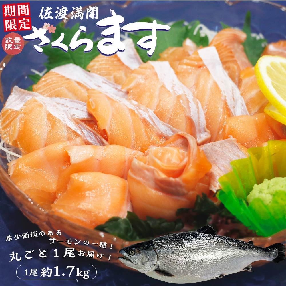 【期間限定】佐渡満開さくらます 1尾まるごと発送!新潟県佐渡市17000魚介・海産物鮮魚