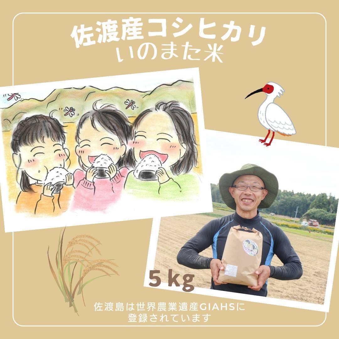 【令和6年産コシヒカリ】 精米(無洗米)5kg 農家直送 佐渡市いのまた米新潟県佐渡市10000米・パン白米