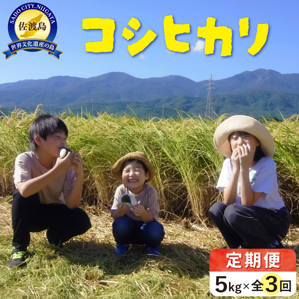 米 定期便 佐渡島産 コシヒカリ ( 5kg × 全3回 ) 【令和7年産】令和7年10月上旬以降順次発送予定新潟県佐渡市48000米・パン白米