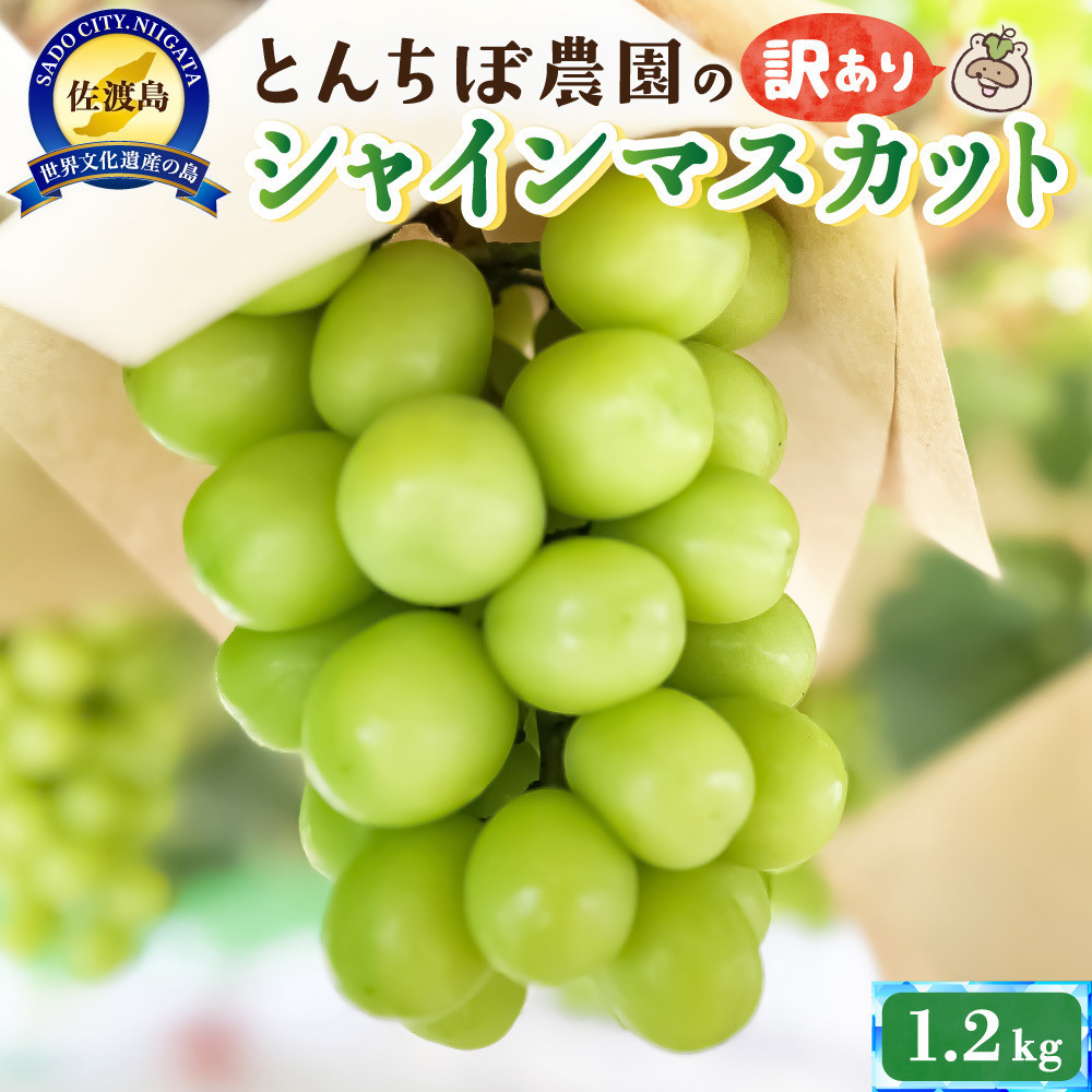 佐渡産シャインマスカット訳あり1.2kg(2〜3房)新潟県佐渡市14000果物・フルーツマスカット・ぶどう