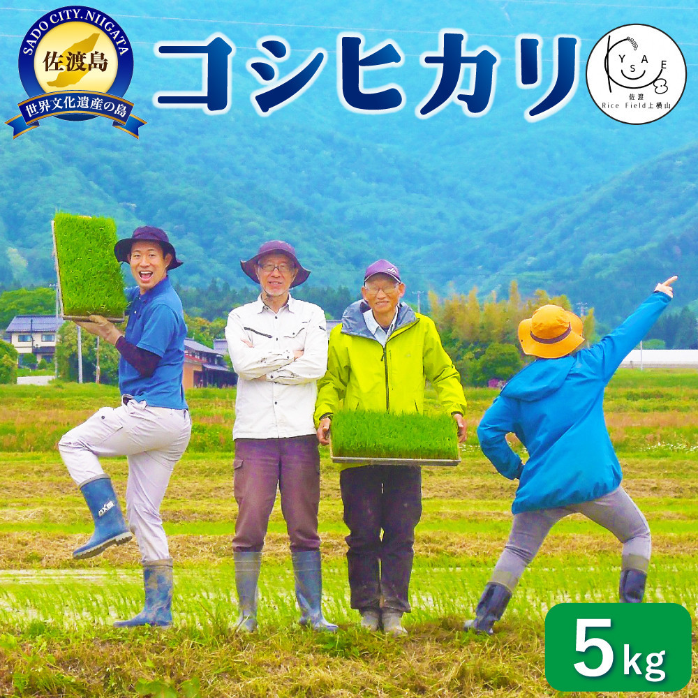 佐渡Rice Field上横山の光【コシヒカリ】令和7年度産 5kg新潟県佐渡市18000米・パン白米