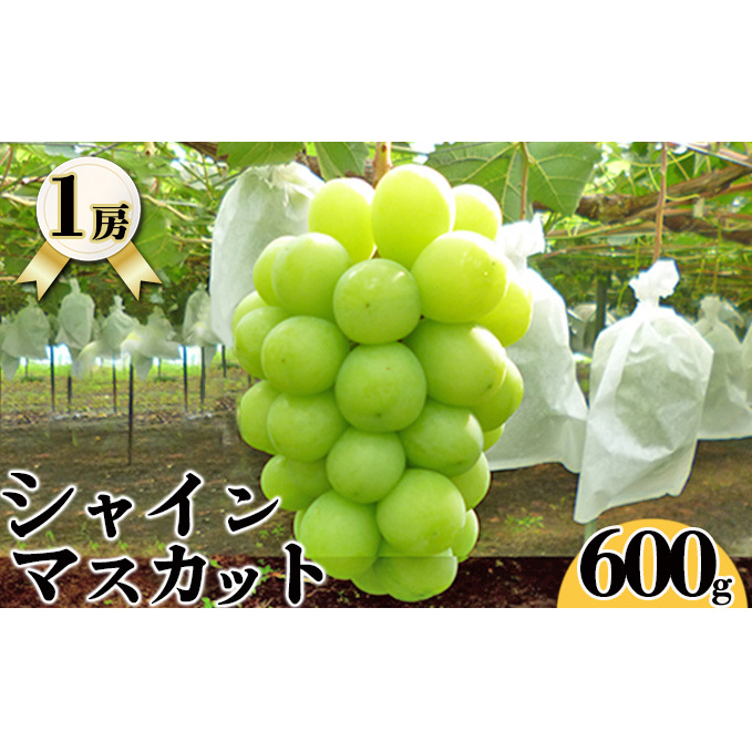 シャインマスカット(600g×1房入れ) シャインマスカット マスカット 葡萄 ぶどう ブドウ フルーツ 果物 600g 1房 新潟 新潟県新潟市12000果物・フルーツマスカット・ぶどう