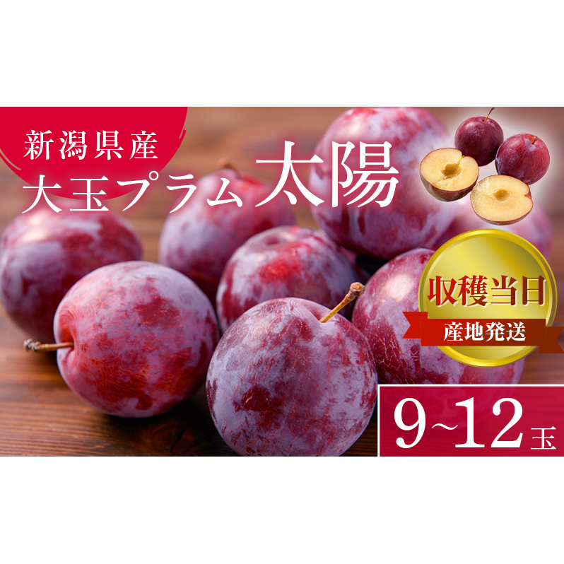 プラム 太陽 9〜12玉 収穫当日出荷 冷蔵便 大玉 すもも 皮ごと フルーツ 果物 おやつ デザート 産地直送 新潟県 新潟 新潟県新潟市13000果物・フルーツその他 果物・フルーツ