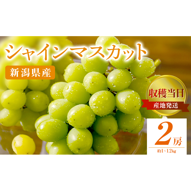 シャインマスカット 2房 約1〜1.2Kg 収穫当日出荷 ぶどう フルーツ 果物 皮ごと食べられるぶどう 種なし おやつ デザート 産地直送 新潟県 新潟 新潟県新潟市17000果物・フルーツマスカット・