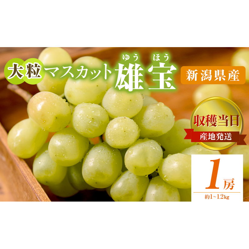 雄宝 1房 約1〜1.2kg 収穫当日出荷 大粒 マスカット ぶどう フルーツ 果物 皮ごと食べられるぶどう 新品種 種なし シャインマスカット おやつ デザート 産地直送 新潟県 新潟 新潟県新潟市17000