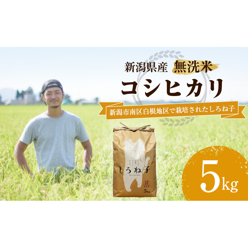 【令和6年産】こしひかり 無洗米 5kg 新潟産 コシヒカリ 米 お米 こめ コメ 白米 精米 産地直送 新潟県産 新潟県 新潟 新潟県新潟市12000米・パン無洗米