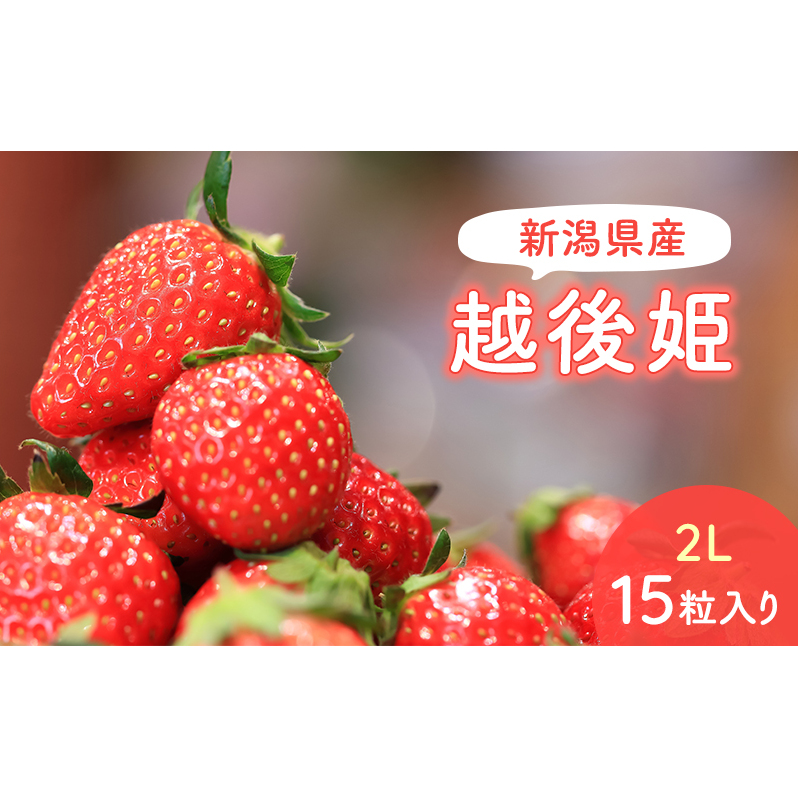 【予約受注】2026年2月下旬より発送 新潟県産越後姫2L 15粒入り 新潟県新潟市11000果物・フルーツいちご