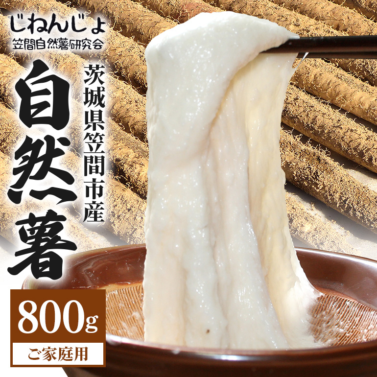 DG-004 }ԎR̎R ƒp 800g R  R Ƃ Ƃ낲  ˂΂˂ NHi e }ԎsY 錧Y h{Ղ MtgɍœK VN Y 