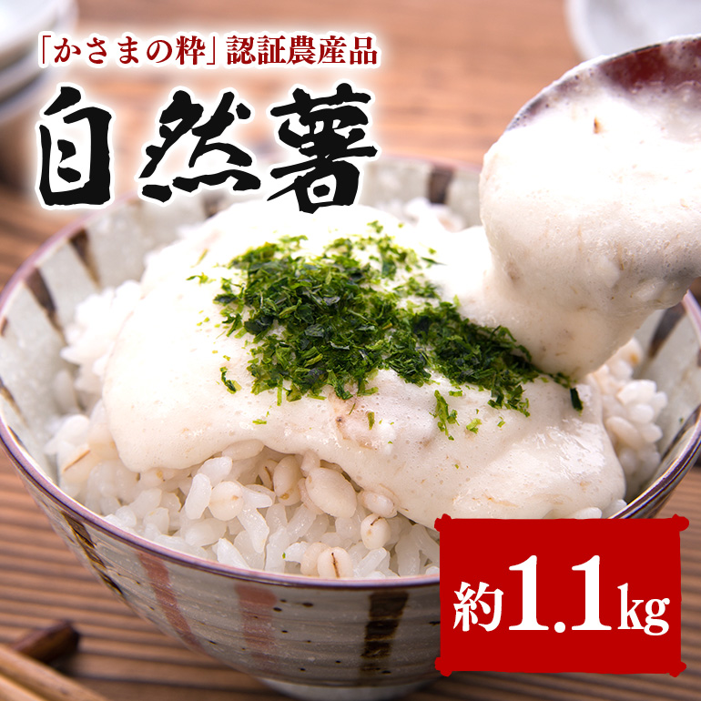 AI-001 伊藤農園の自然薯 約1.1?s茨城県笠間市14000野菜・きのこじゃがいも・イモ類