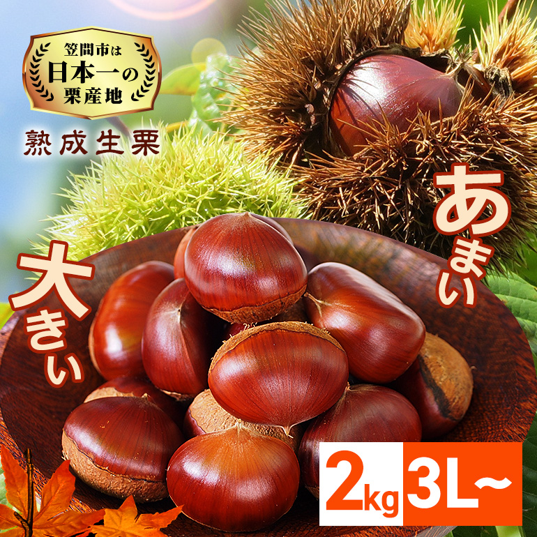 生栗 栗 2kg 3L 以上 特大 数量限定 国産 和栗 くり クリ スイーツ 果物 フルーツ 栗きんとん モンブラン 栗ご飯 栗ごはん 秋 旬 低温熟成 ギフト プレゼント 農産物直売所すわ 笠間市 栗生産量