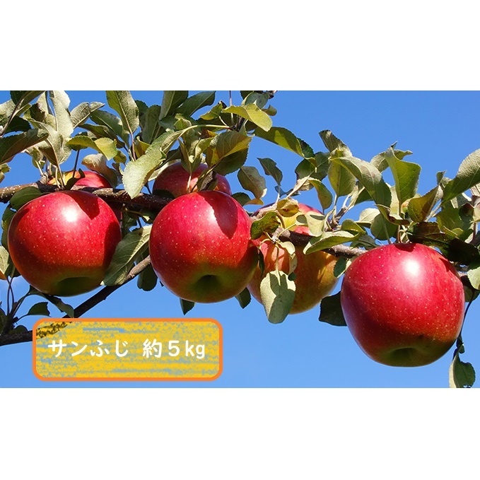 信州小諸・福井りんご園のサンふじ 秀品 約5kg  果物類 林檎 リンゴ 長野県小諸市15000果物・フルーツりんご・梨