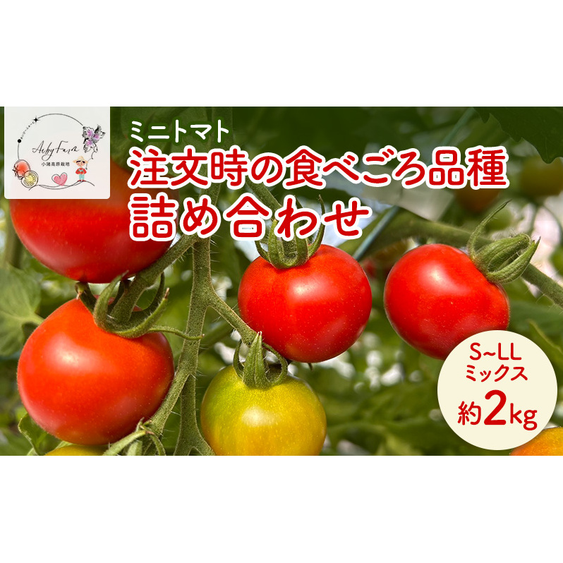 ミニトマト 約2kg 注文時の食べごろ品種詰め合わせ アイビーファーム 長野 信州 小諸 産地直送長野県小諸市9000野菜・きのこトマト