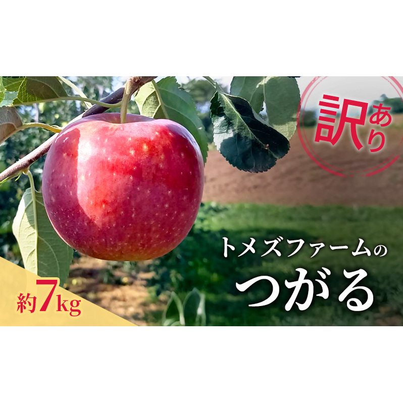 つがる(訳あり) 約7kg トメズファーム りんご 長野 信州 小諸 果物 フルーツ長野県小諸市15000果物・フルーツりんご・梨