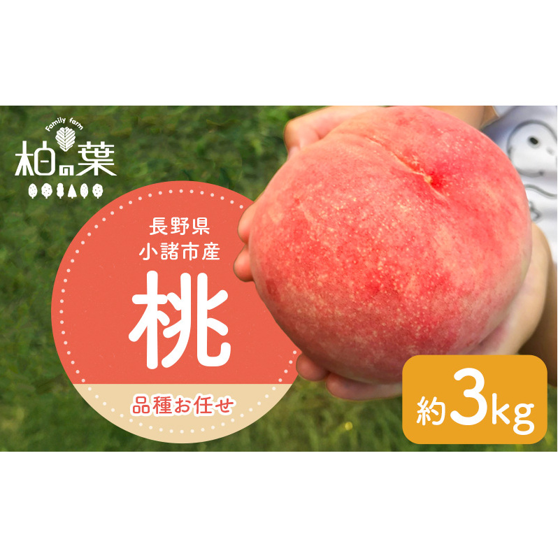 【2026年発送先行予約】 長野県小諸市産桃 約3kg(9〜12玉) ギフト用 【Family farm 柏の葉】長野県小諸市24000果物・フルーツもも・すもも
