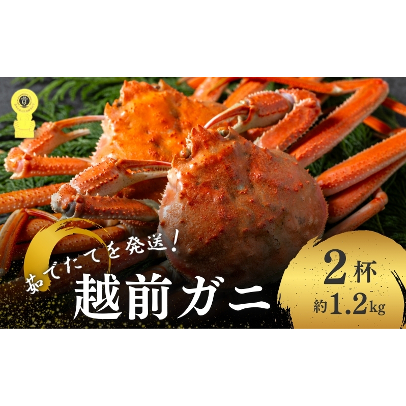 期間限定 茹で 越前ガニ 約1.2kg 2杯 食通もうなる本場の味をぜひ、ご堪能ください 越前かに 蟹 カニ かに ボイルカニ ポーション ズワイガニ 海鮮 限定 福井 福井県 若狭町福井県若狭町320000