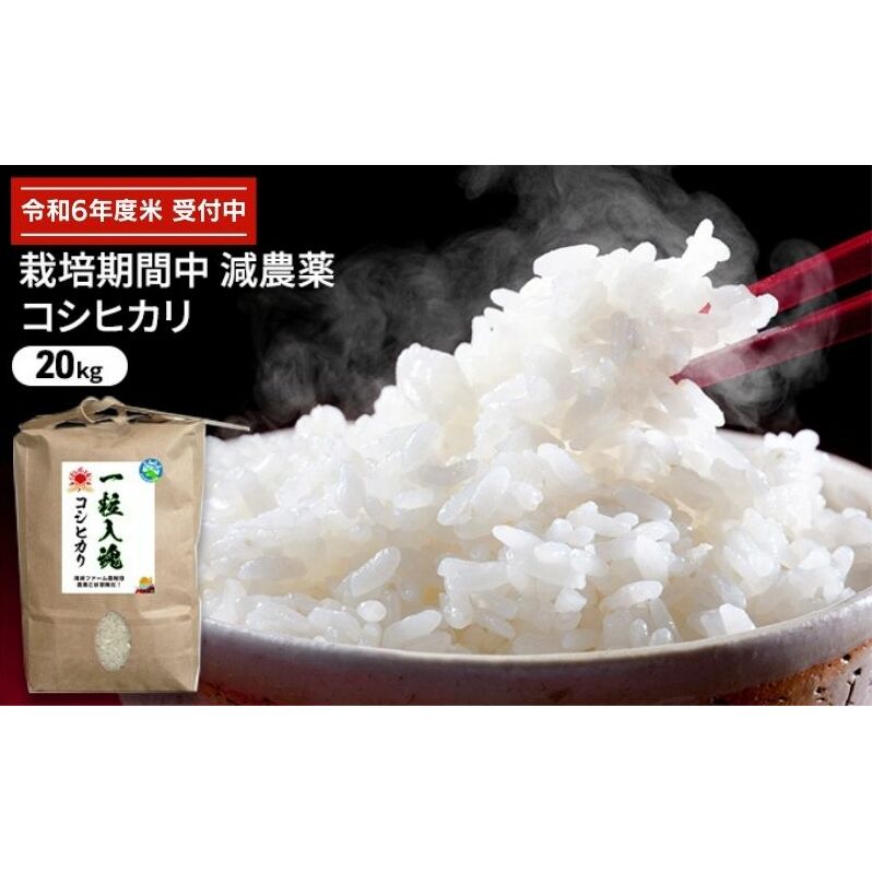 令和6年産 栽培期間中減農薬 コシヒカリ 20kg お米 精米 白米 玄米 ブランド米 銘柄米 ご飯 おにぎり お弁当 和食 産地直送 粘り 香り 旨み つや 福井県若狭町37000米・パン白米