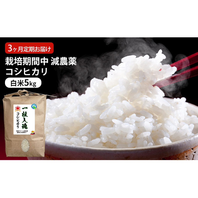 栽培期間中 減農薬コシヒカリ 白米5kg 3ヶ月定期お届け お米ブランド米 精米 ご飯 おにぎり お弁当 和食 福井県認証特別栽培米 粘り 香り 旨み つや 福井県若狭町33000米・パン白米