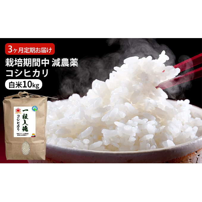 栽培期間中 減農薬コシヒカリ 白米10kg 3ヶ月定期お届け お米ブランド米 精米 ご飯 おにぎり お弁当 和食 福井県認証特別栽培米 粘り 香り 旨み つや 福井県若狭町55000米・パン白米