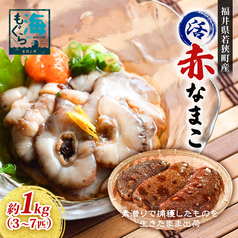 【福井県若狭町産】活 赤なまこ 約1kg(3〜7匹) 海の幸 新鮮 海産物 素潜り捕獲 食材 つまみ 酒のあて 酒の肴 お酒のお供 福井県若狭町17000魚介・海産物その他 魚介・海産物
