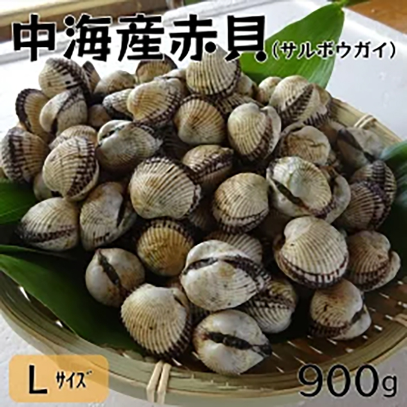 中海産赤貝(サルボウガイ)Lサイズ 900g【赤貝 中海産 貝 ぷりぷり 濃厚 料理 おつまみ 調理しやすい 養殖 おいしい おすすめ  島根県 安来市】島根県安来市17000魚介・海産物貝類