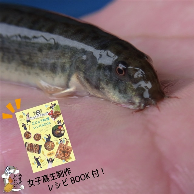₷ǂ傤250giqǂ傤VsBOOKtjyǂ傤  ܂ Hp {B 炩 e NZȂ Vst   h{ Hׂ₷ VN  