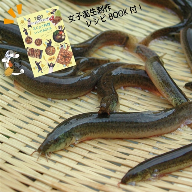 やすぎどじょう500g（女子高生制作どじょう料理レシピBOOK付き