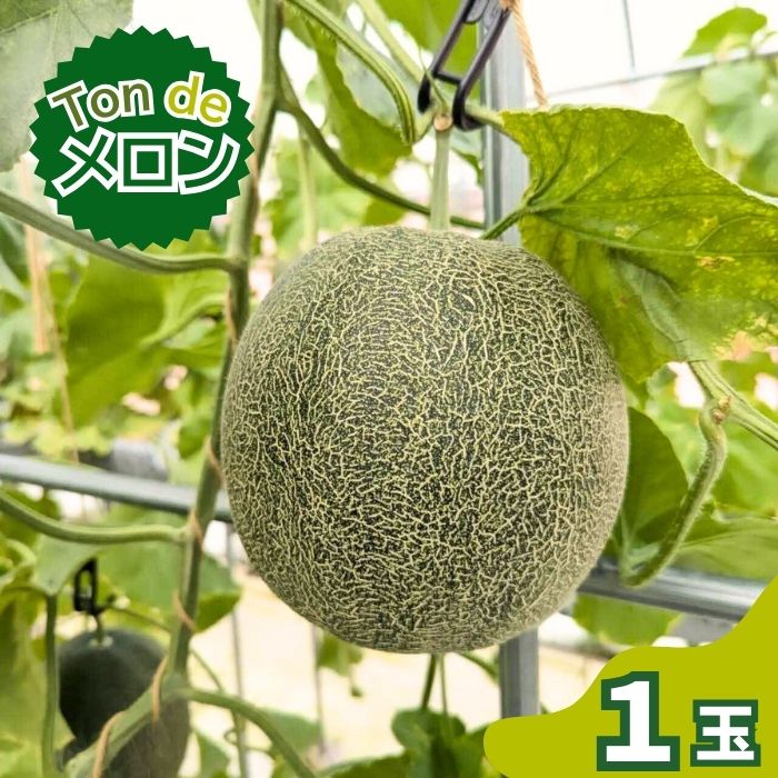 Ton de メロン 1玉【ペルルグリーンメロン アールスヴェルダメロン フルーツ 果物 美味しい 甘い 芳醇 しっとり 上品 旬 ご褒美 ギフト 贈り物 ご自宅用 安来 島根県 安来市】島根県安来市10000
