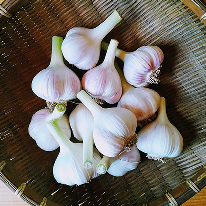 オーガニック 上富良野産 新ニンニク 1kg(15〜20個程度) 野菜 北海道上富良野町15000野菜・きのこその他 野菜