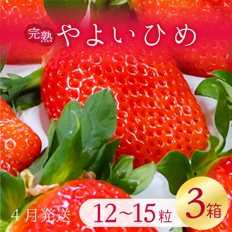 【2026年4月発送】甘〜い!いちご やよいひめ 3箱(1箱:12粒〜15粒入り)|いちご イチゴ 苺 ストロベリー やよいひめ 果物 くだもの フルーツ 先行予約 茨城県 行方市(V-4)茨城県行方市14000果物
