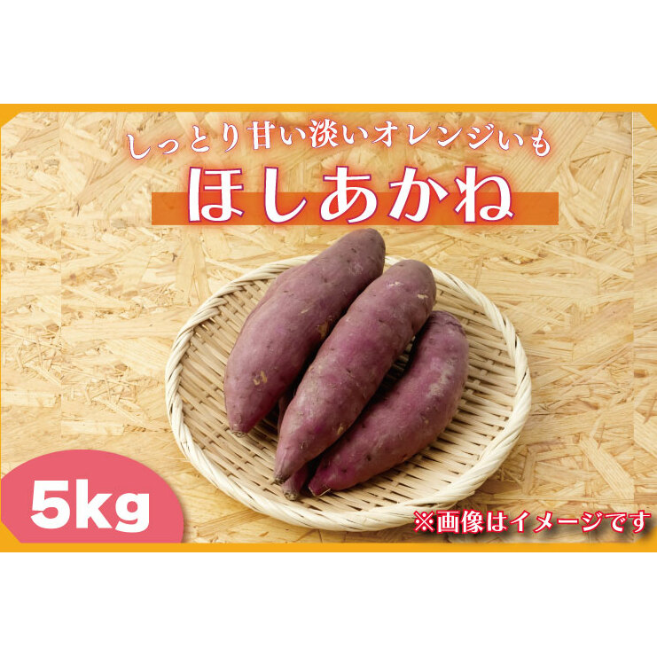 【2025年11月より順次発送】2025年度産 しっとり甘い淡いオレンジいも ほしあかね 約5kg|さつまいも 芋 お芋 ほしあかね 渋谷農園 先行予約 茨城県 行方市(BZ-38)茨城県行方市10000野菜・きのこ