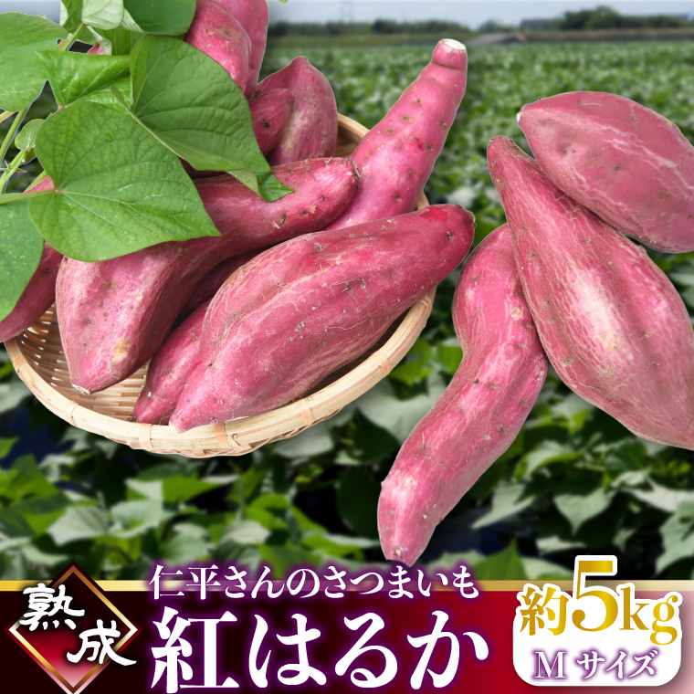 【2026年1月より順次発送】仁平さんの熟成紅はるか 約5kg(Mサイズ・洗い)|さつまいも サツマイモ さつま芋 いも 紅はるか 熟成さつまいも 熟成 茨城県 行方市(CH-3)茨城県行方市7000野菜・きの