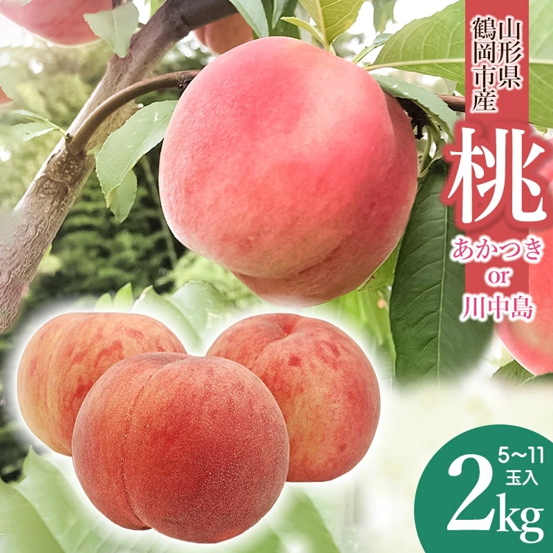 【令和7年産 先行予約】鶴岡産 桃 約2kg(5〜11玉入) あかつき or 川中島 どちらか1品種 庄内産直センター山形県鶴岡市13000果物・フルーツもも・すもも