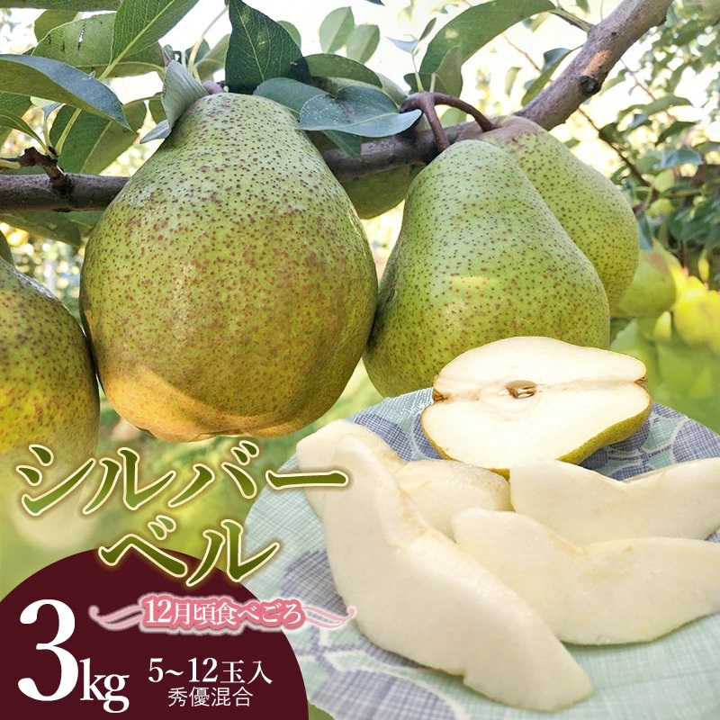 【令和7年産 先行予約】シルバーベル(洋梨)約3kg(5〜12玉入) 庄内産直センター山形県鶴岡市13000果物・フルーツ