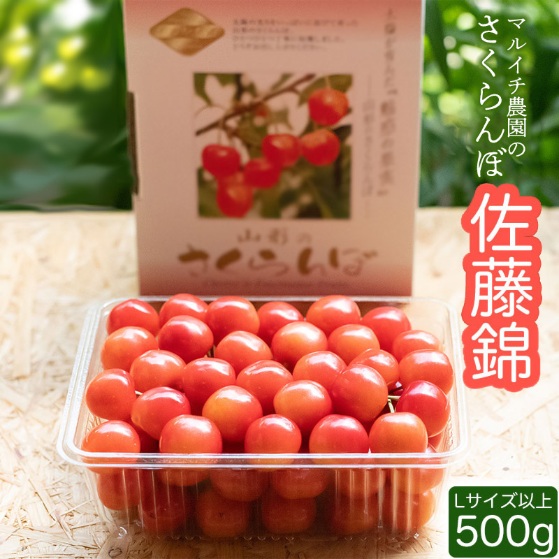 【令和8年産先行予約】さくらんぼ 佐藤錦 500g( Lサイズ以上) マルイチ農園山形県鶴岡市14500果物・フルーツさくらんぼ