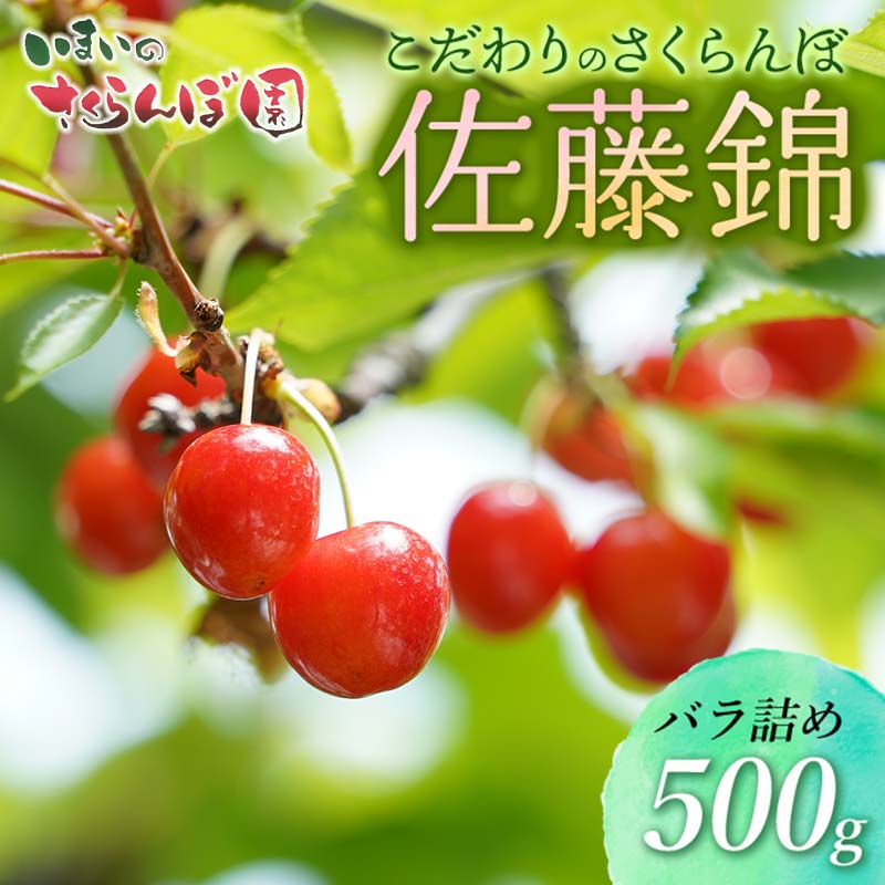 【令和8年産先行予約】こだわりのさくらんぼ「佐藤錦」(Lサイズ以上)バラ詰め 500g いまいのさくらんぼ園 K-835山形県鶴岡市14000果物・フルーツ