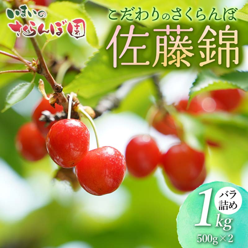 【令和8年産先行予約】 こだわりのさくらんぼ「佐藤錦」(Lサイズ以上) バラ詰め 1kg (500g×2) いまいのさくらんぼ園 K-866山形県鶴岡市23500果物・フルーツ